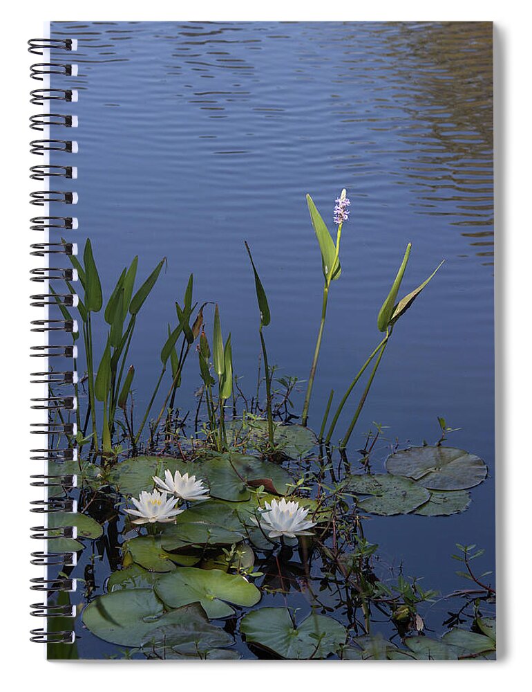Photograph Spiral Notebook featuring the photograph Yawkey Wildlife Reguge Water Lilies with Rare Plant by Suzanne Gaff