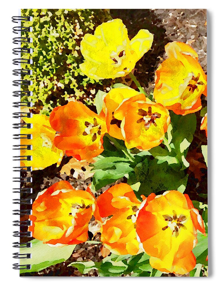 Yellow And Orange Tulips Spiral Notebook featuring the mixed media Yellow and Orange Tulips Watercolor by Femina Photo Art By Maggie