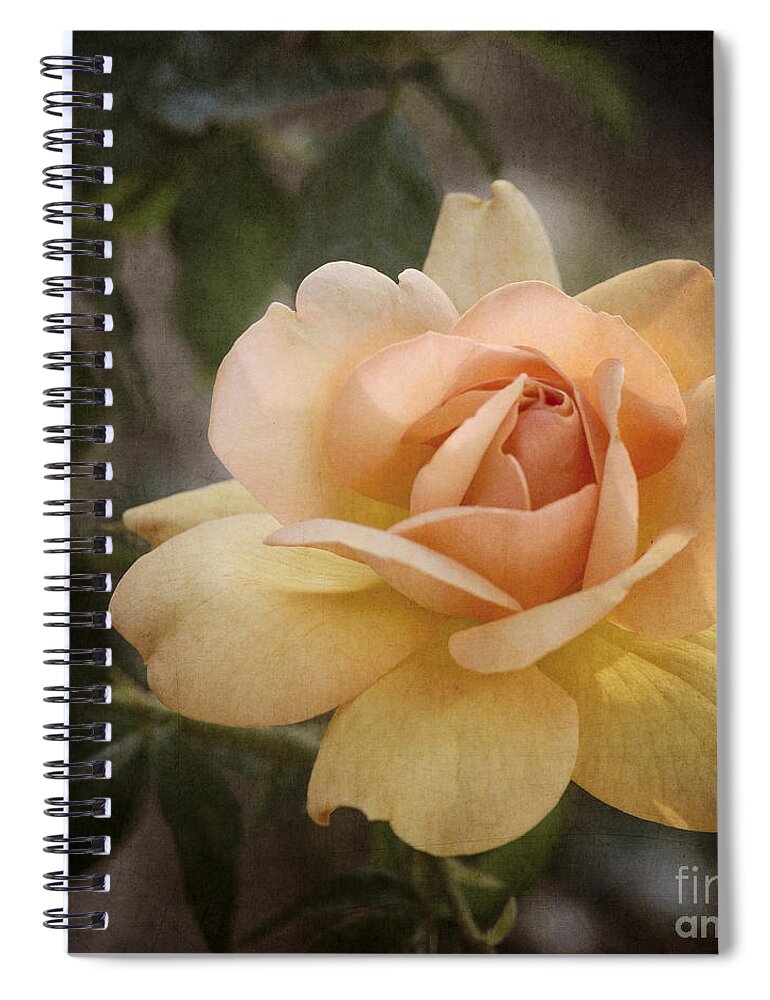Peach Rose Spiral Notebook featuring the photograph Yellow and Peach Rose by Tamara Becker