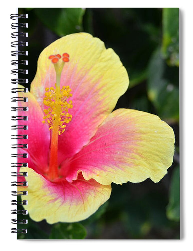 Flower Spiral Notebook featuring the photograph Yellow and Pink Hibiscus 1 by Amy Fose