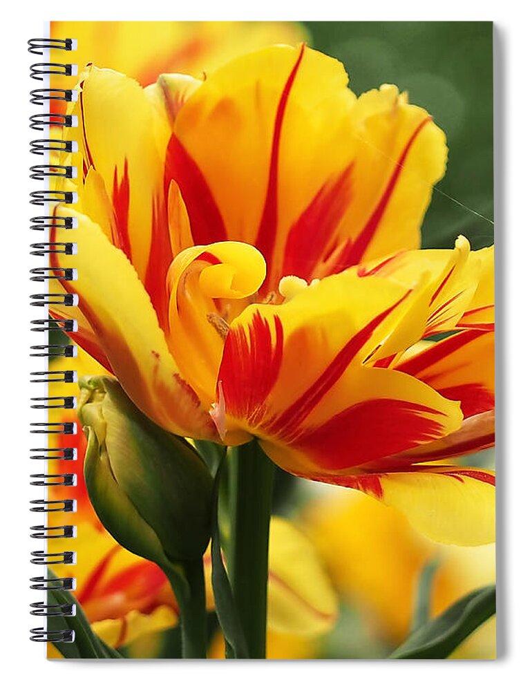Tulip Spiral Notebook featuring the photograph Yellow and Red Triumph Tulips by Rona Black