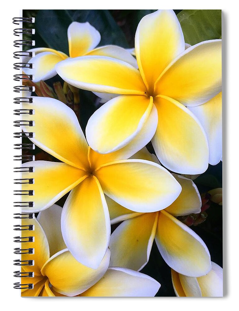Plumeria Spiral Notebook featuring the photograph Yellow and White Plumeria by Brian Eberly
