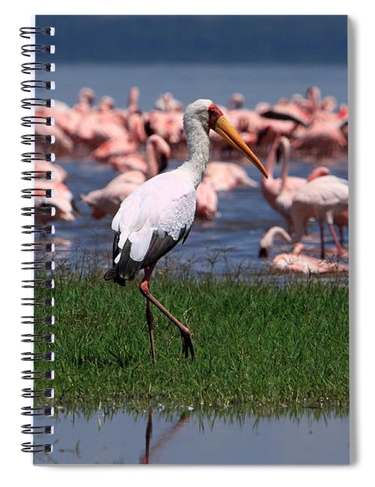 Yellow Billed Stork Spiral Notebook featuring the photograph Yellow Billed Stork by Aidan Moran