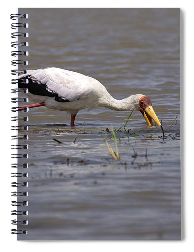 Yellow Billed Stork Spiral Notebook featuring the photograph Yellow Billed Stork, Birds Of Africa by Aidan Moran