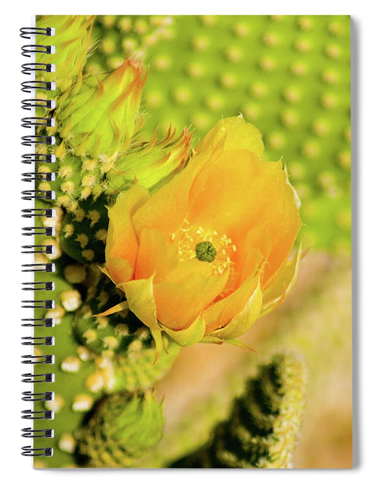 Flowers Spiral Notebook featuring the photograph Yellow Cactus Flower by Bill Barber
