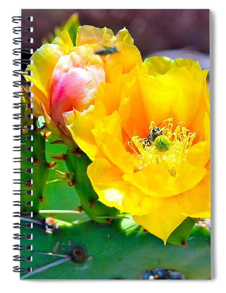 Cactus Spiral Notebook featuring the photograph Yellow Cactus Flowers and Bees by Barbara Zahno