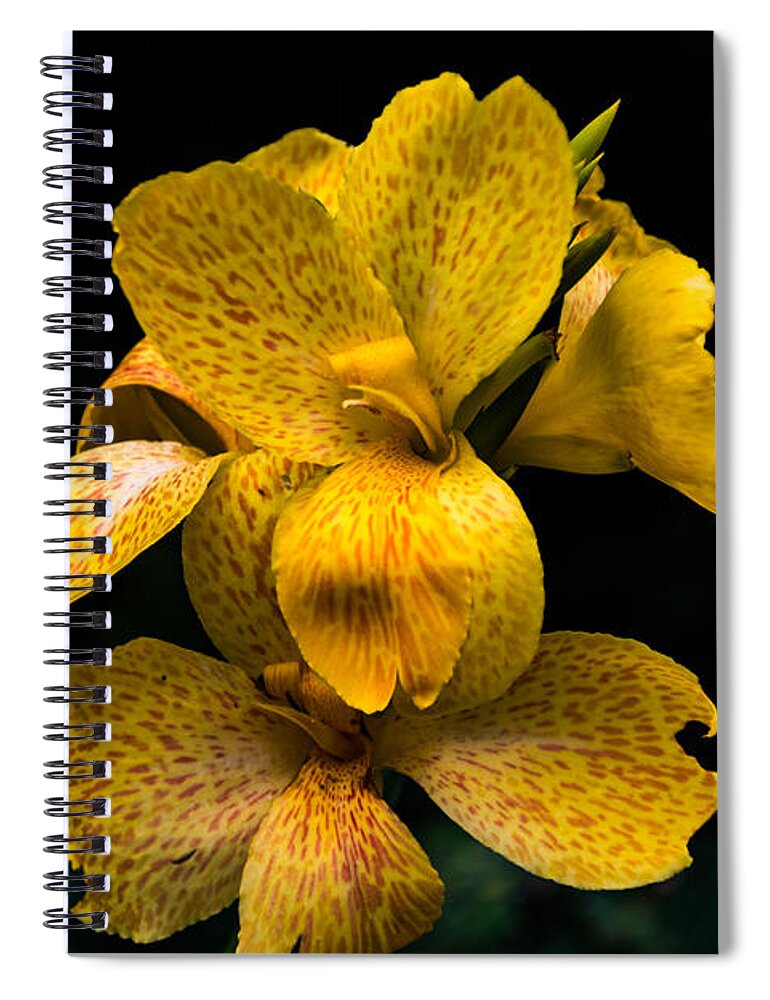 Jay Stockhaus Spiral Notebook featuring the photograph Yellow Canna Lily by Jay Stockhaus