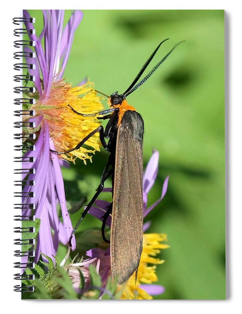 Yellow-collared Scape Moth Spiral Notebook featuring the photograph Yellow-collared Scape Moth by Doris Potter