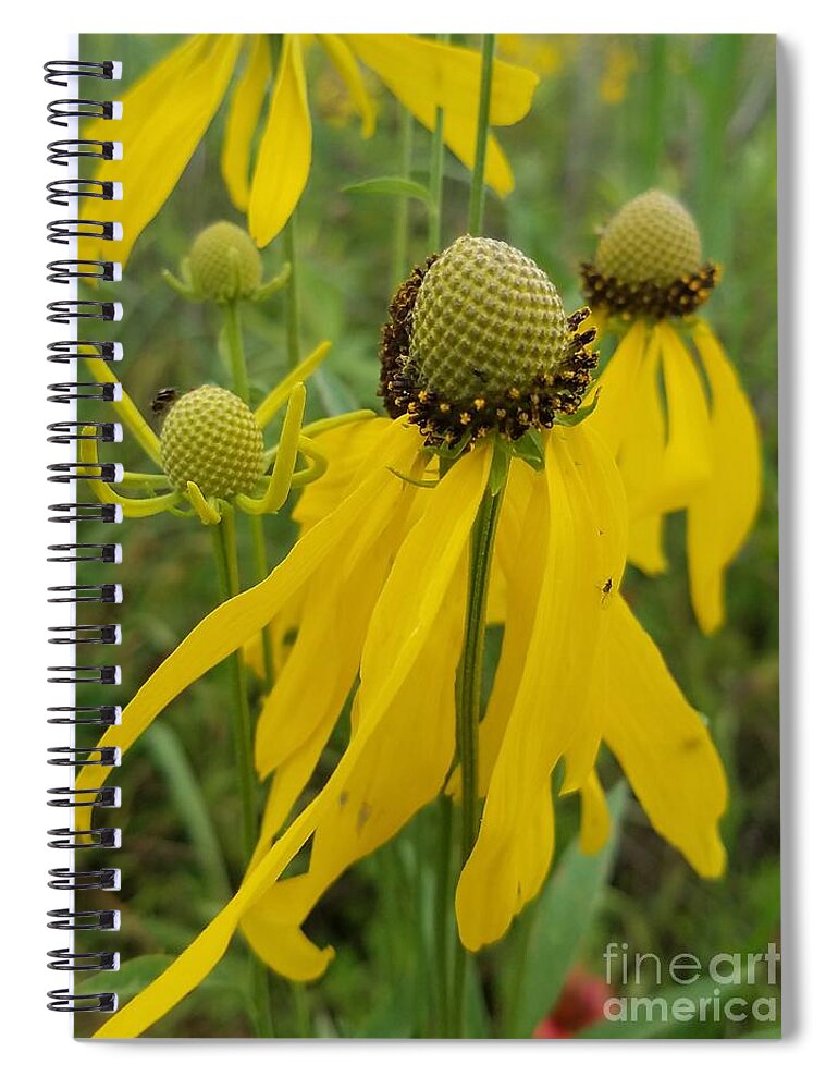 Yellow Cones In The Meadow Spiral Notebook featuring the photograph Yellow Cones in the Meadow by Maria Urso