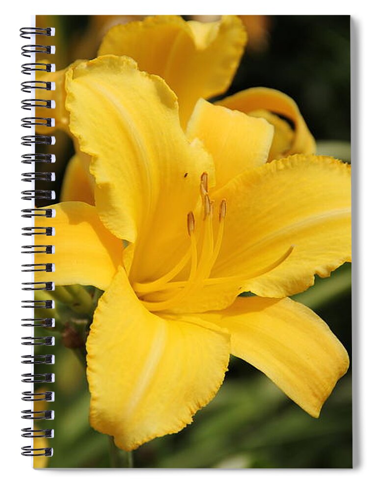 Lily Spiral Notebook featuring the photograph Yellow Daylily by Allen Nice-Webb