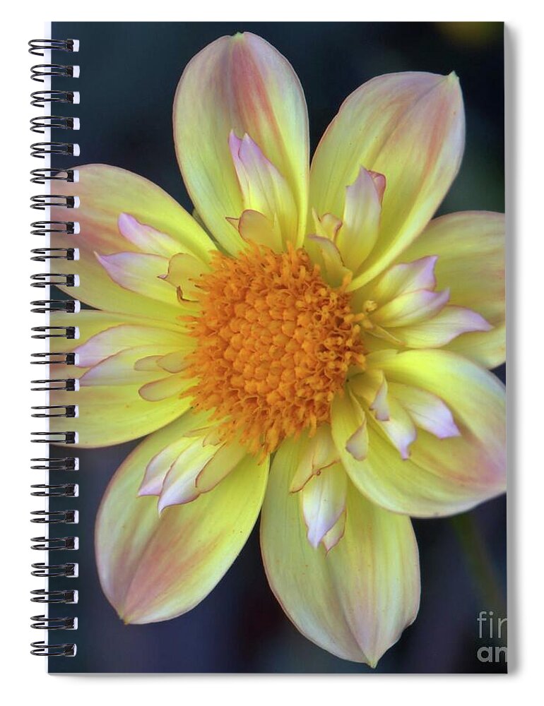 Dahlia Spiral Notebook featuring the photograph Yellow Dwarf Dahlia by Patricia Strand