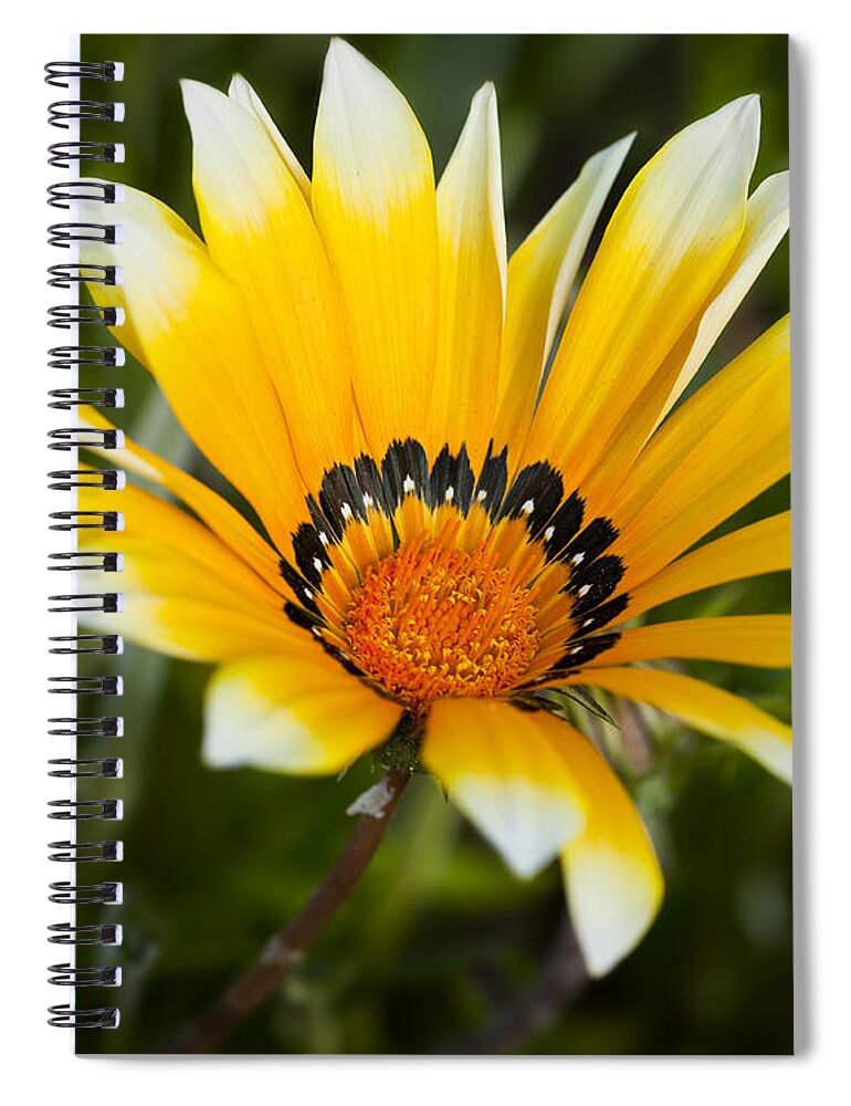 Flowers Spiral Notebook featuring the photograph Yellow Fellow by Kelley King