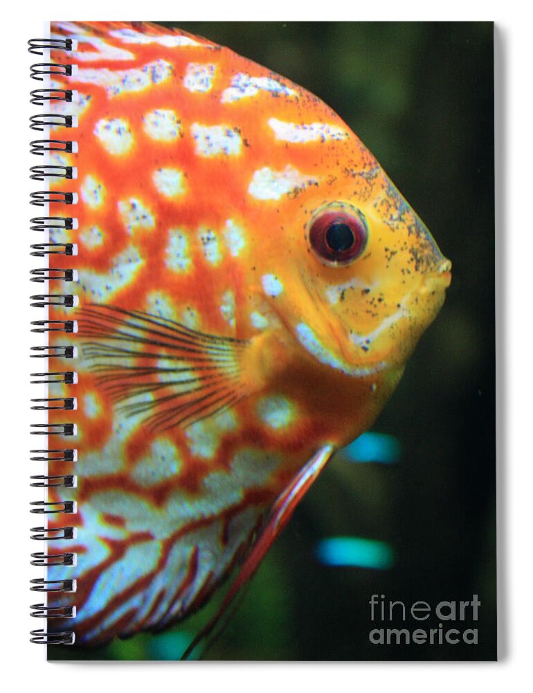Fish Spiral Notebook featuring the photograph Yellow Fish Profile by Carol Groenen