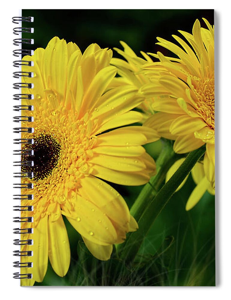 Yellow Gerbera Daisies Spiral Notebook featuring the photograph Yellow Gerbera Daisies by Kaye Menner by Kaye Menner