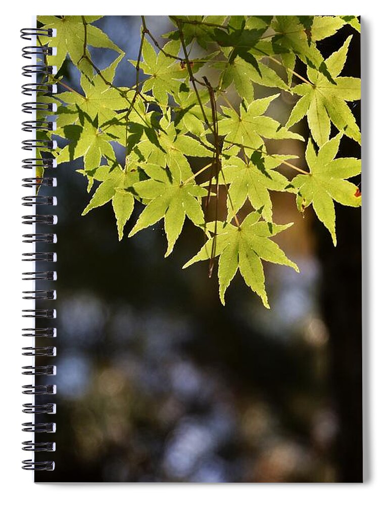 Green Spiral Notebook featuring the photograph Yellow -Green -Star tree by Adrian De Leon Art and Photography