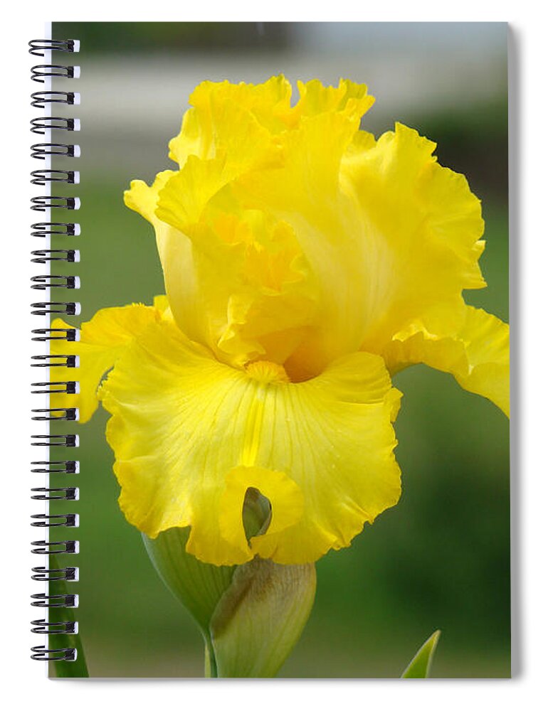 �irises Artwork� Spiral Notebook featuring the photograph Yellow Iris Flowers Art Prints Cards Irises Summer Garden Landscape by Patti Baslee