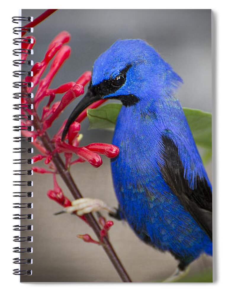 Branson Spiral Notebook featuring the photograph Yellow Legged Honey Creeper by Penny Lisowski