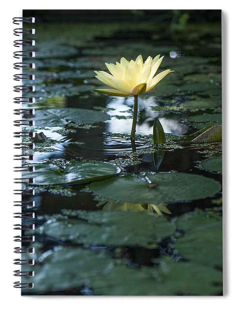 Close-up Spiral Notebook featuring the photograph Yellow lilly tranquility by Brian Green