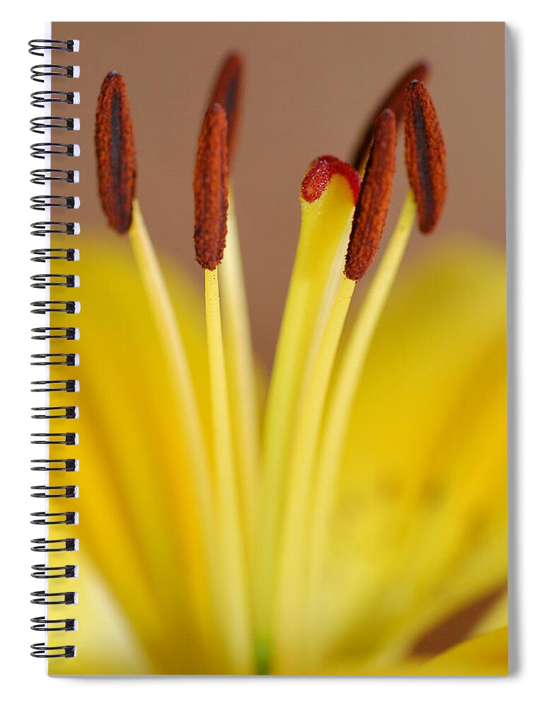 Flower Spiral Notebook featuring the photograph Yellow Lily Reach 1 by Amy Fose