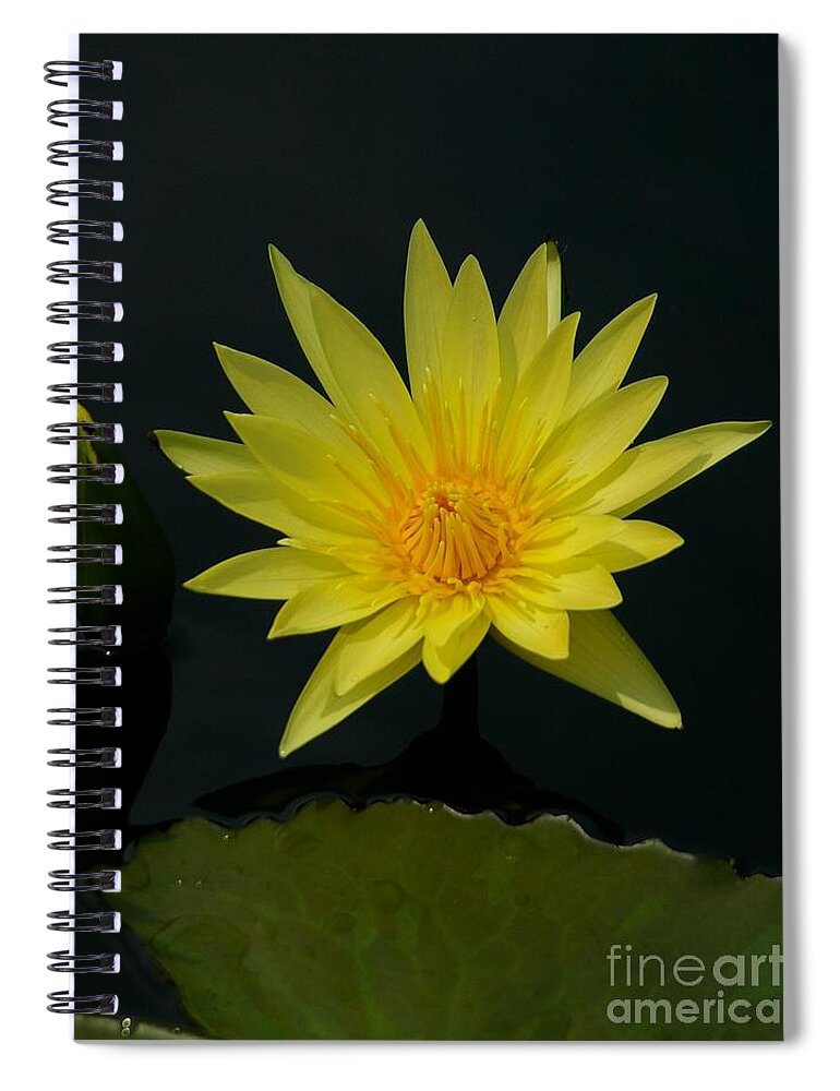 Yellow Spiral Notebook featuring the photograph Yellow Lotus Waterlily by Jackie Irwin