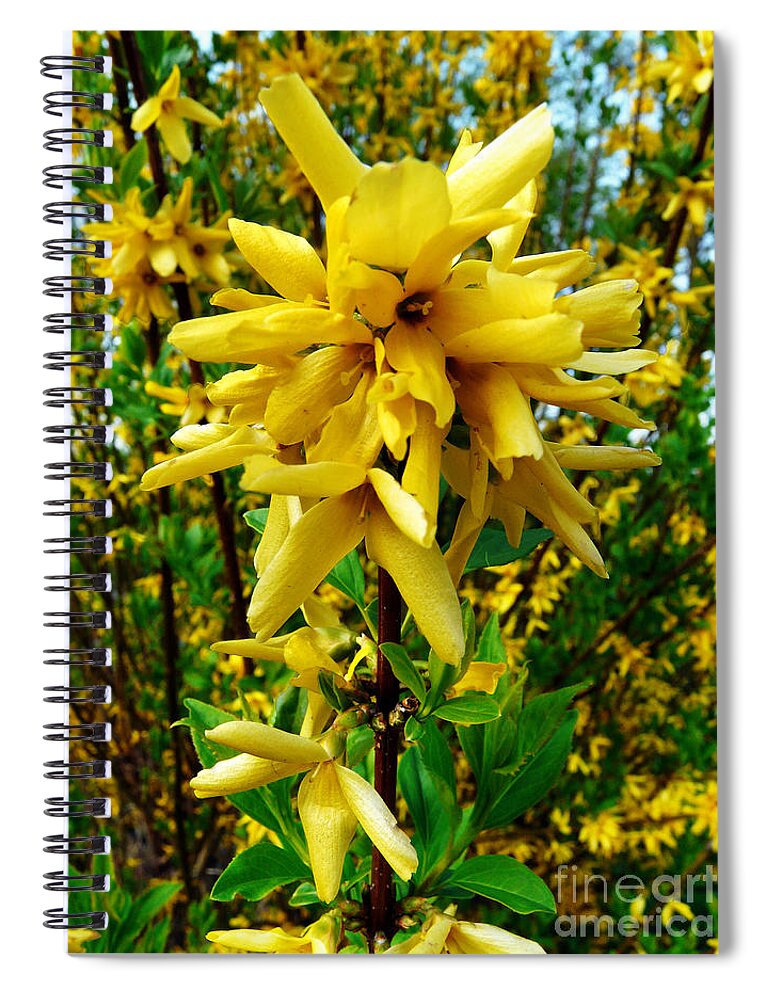 Forsythia Spiral Notebook featuring the photograph Yellow Me by Jasna Dragun