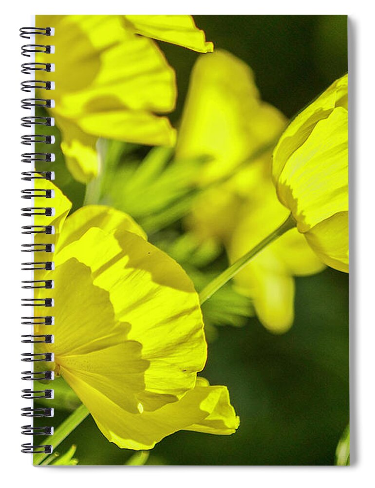 Yellow Poppy Flowering Plant Papaveraceae Family Spiral Notebook featuring the photograph Yellow Poppies I by Karen Jorstad