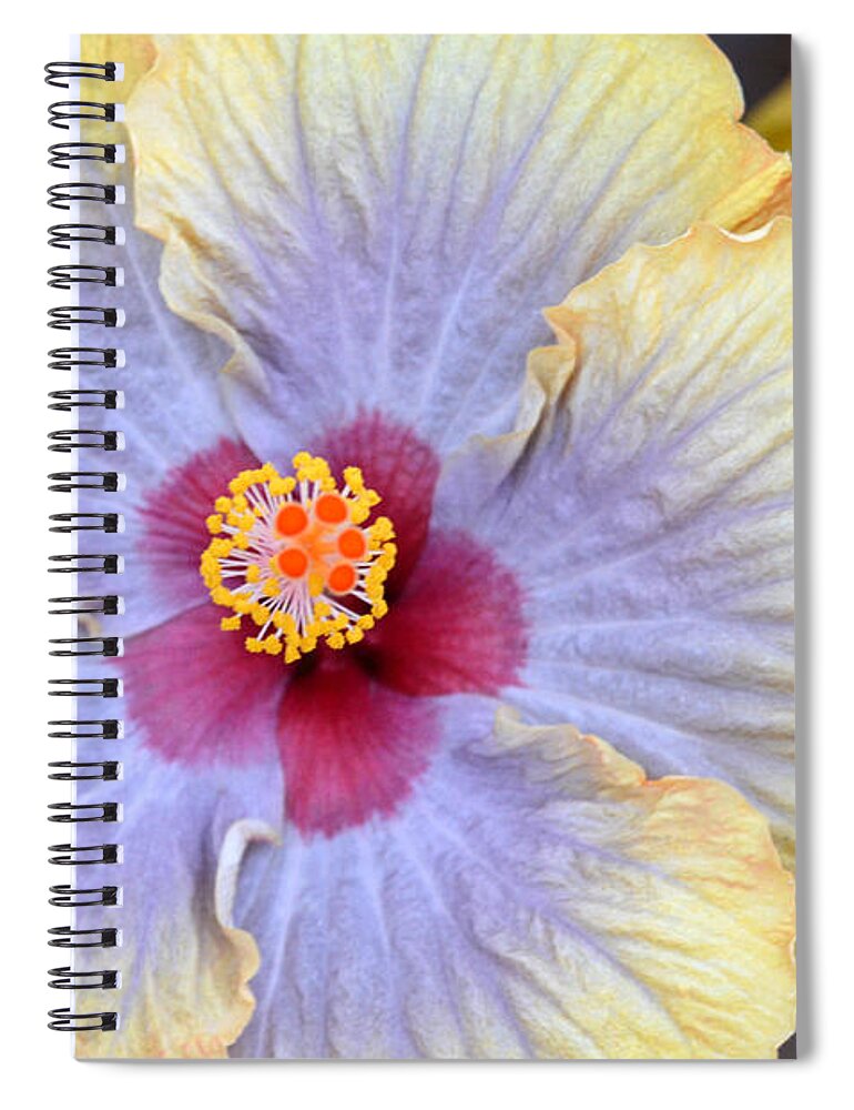 Flower Spiral Notebook featuring the photograph Yellow Purple Hibiscus 3 by Amy Fose