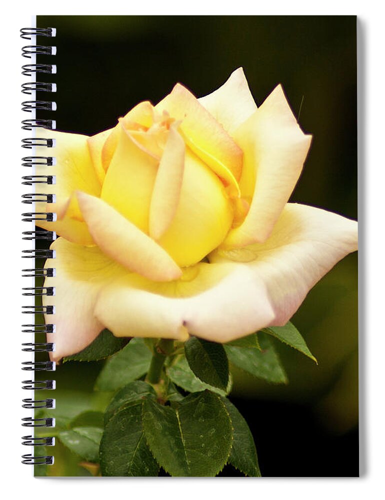 Rose Spiral Notebook featuring the photograph Yellow Rose by Bill Barber