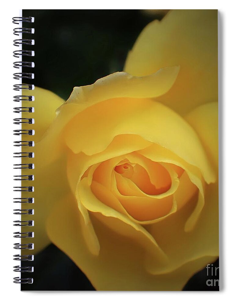 Yellow Rose Spiral Notebook featuring the photograph Yellow Rose Garden two by Ella Kaye Dickey