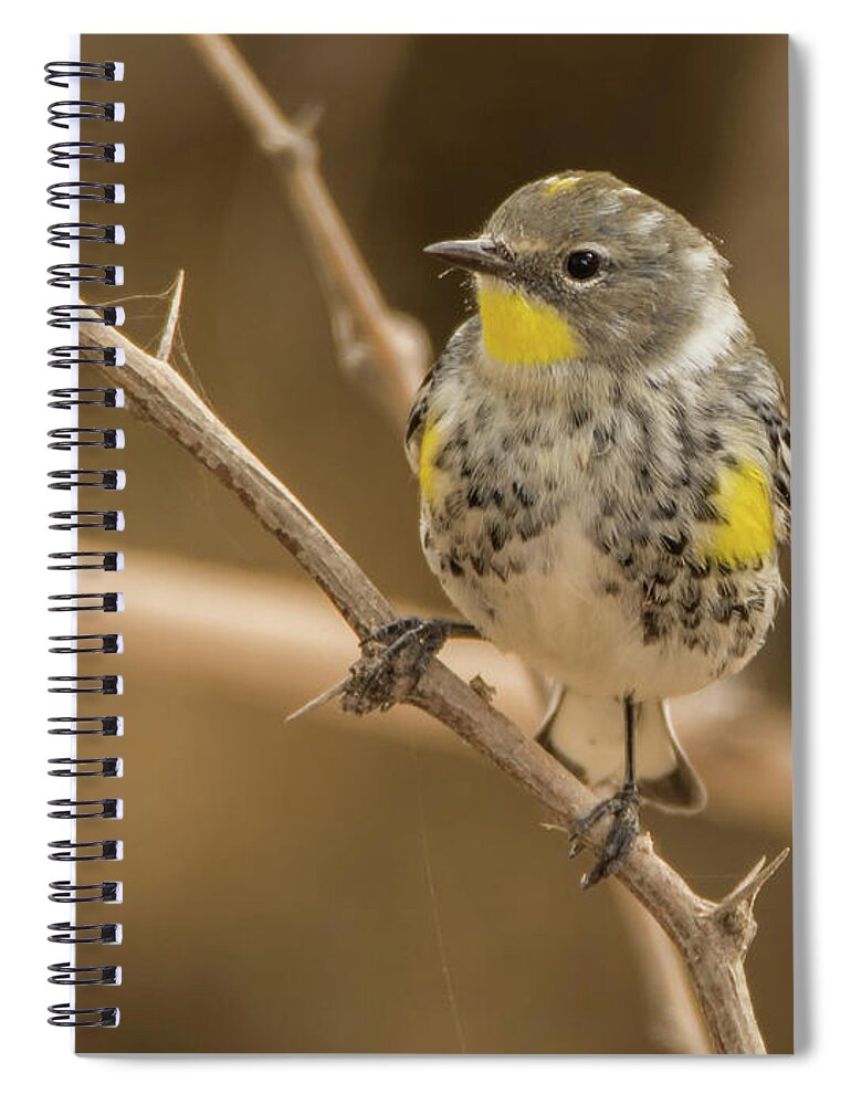 Yellow-rumped Warbler Spiral Notebook featuring the photograph Yellow-rumped Warbler 1562-111317-2cr by Tam Ryan