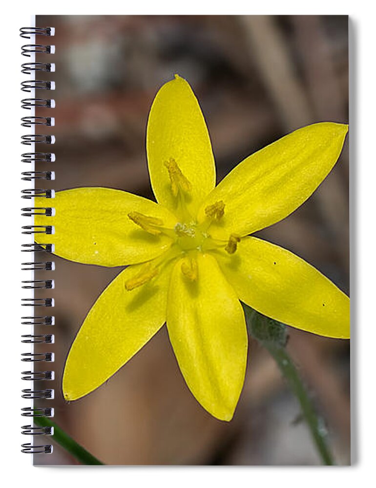 Nature Spiral Notebook featuring the photograph Yellow Star Grass Flower by Kenneth Albin