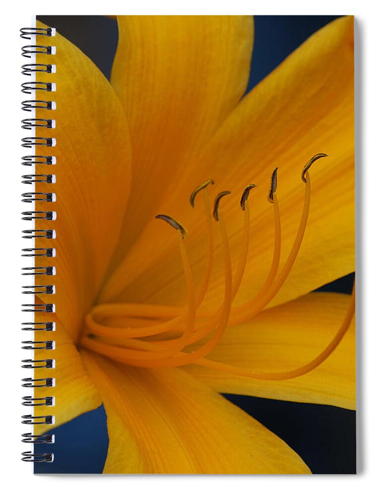 Flower Spiral Notebook featuring the photograph Yellow Tiger Lilly by Grace Grogan