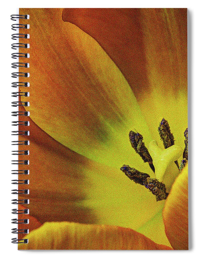 Flowers Spiral Notebook featuring the photograph Yellow Tulip by David Thompsen