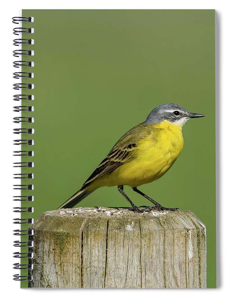 Yellow Wagtail Spiral Notebook featuring the photograph Yellow Wagtail perching on the roundpole a close-up by Torbjorn Swenelius