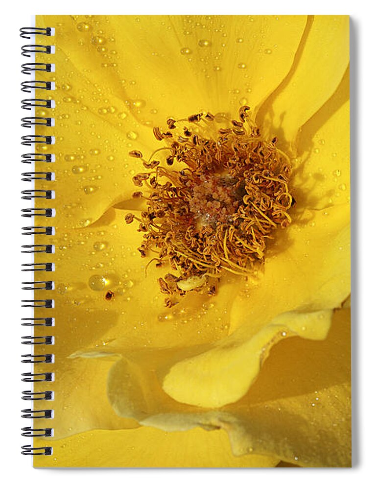Rose Spiral Notebook featuring the photograph Yellow Wild Rose by Phyllis Denton