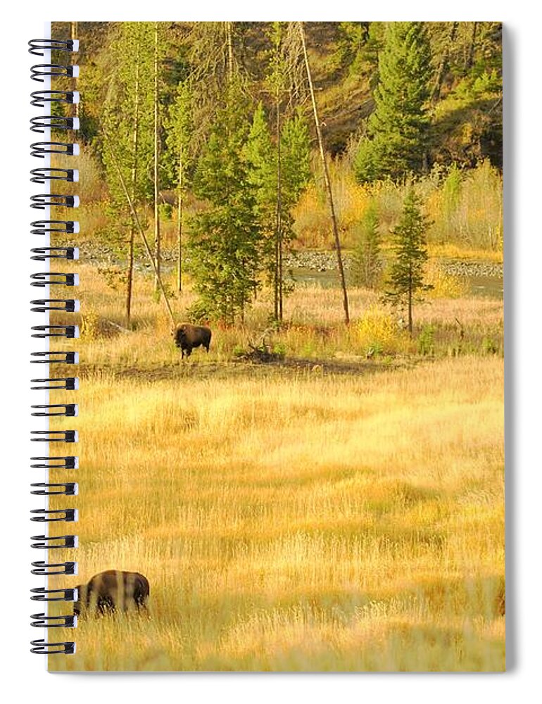 Yellowstone National Park Spiral Notebook featuring the photograph Yellowstone Bison by Merle Grenz