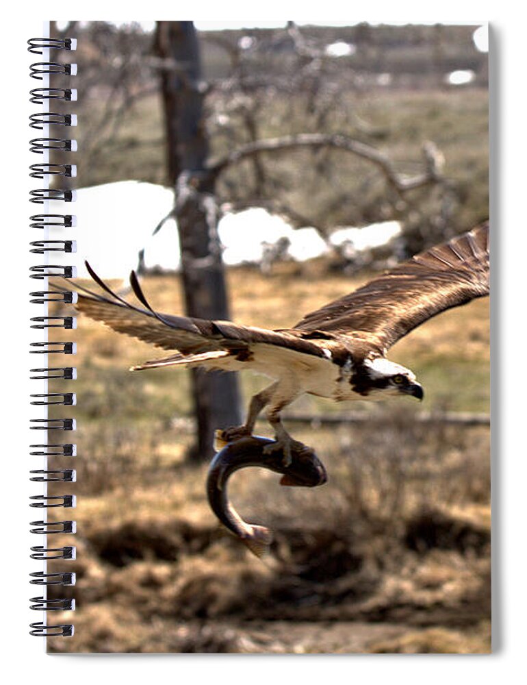Osprey Spiral Notebook featuring the photograph Yellowstone Osprey Feast by Adam Jewell
