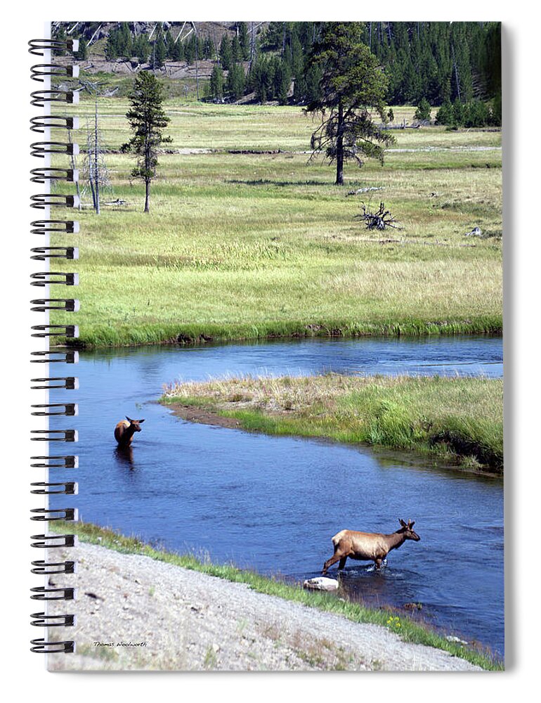 Yellowstone National Park Spiral Notebook featuring the photograph Yellowstone Park Elk In August Vertical by Thomas Woolworth