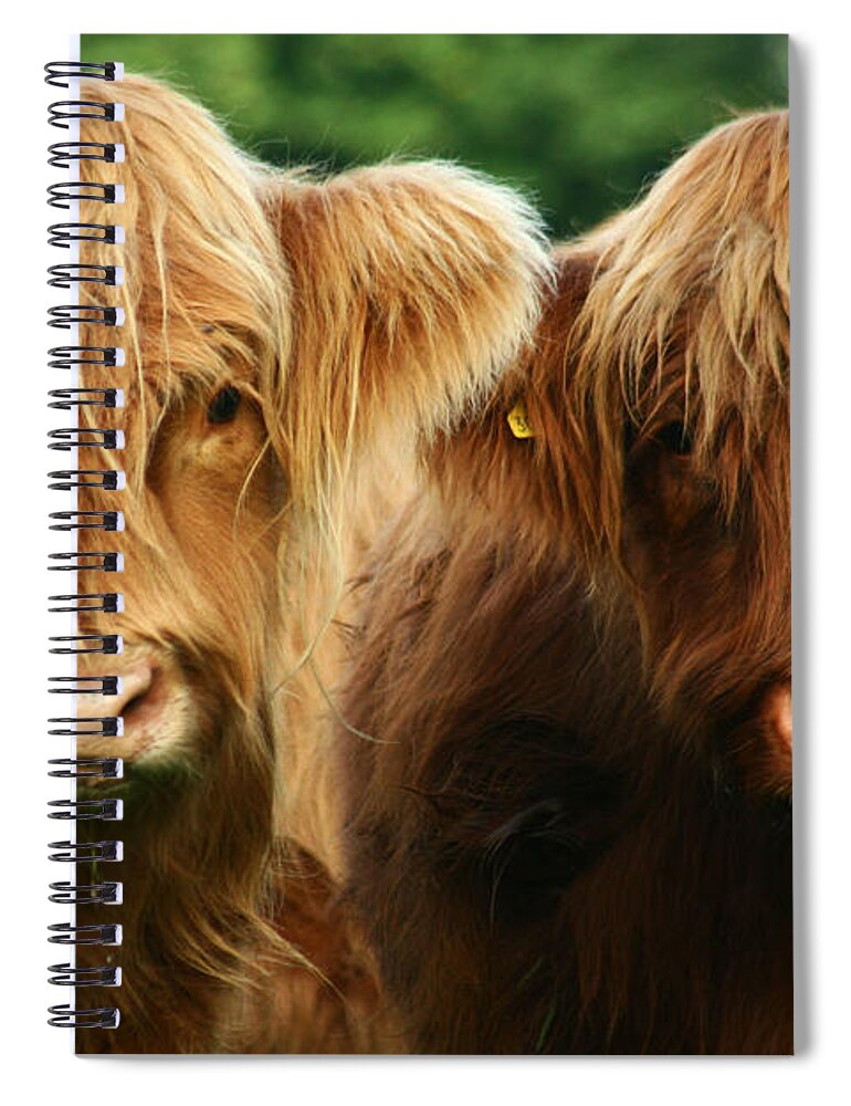 Cow Spiral Notebook featuring the photograph Yeti Cows by Ang El