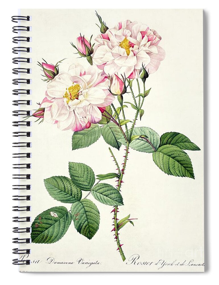 Rosa Spiral Notebook featuring the drawing York and Lancaster Rose by Pierre Joseph Redoute