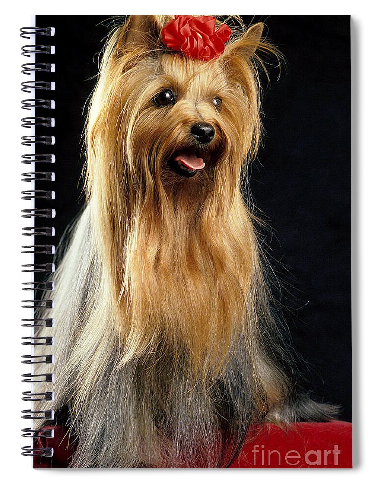 Adult Spiral Notebook featuring the photograph Yorkshire Terrier by Gerard Lacz