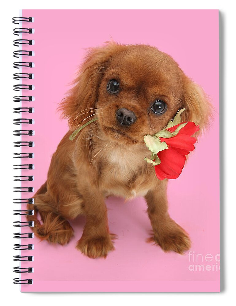 Ruby Cavalier King Charles Spaniel Spiral Notebook featuring the photograph You are My Sweetheart by Warren Photographic
