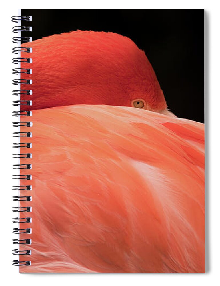 Flamingo Spiral Notebook featuring the photograph You Can Learn A Lot By Watching by Holly Ross