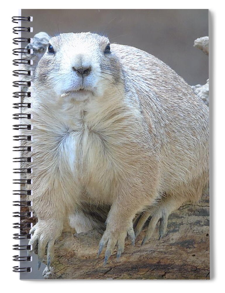 Mammal Spiral Notebook featuring the photograph You Lookin' at Me? by Susan Lafleur