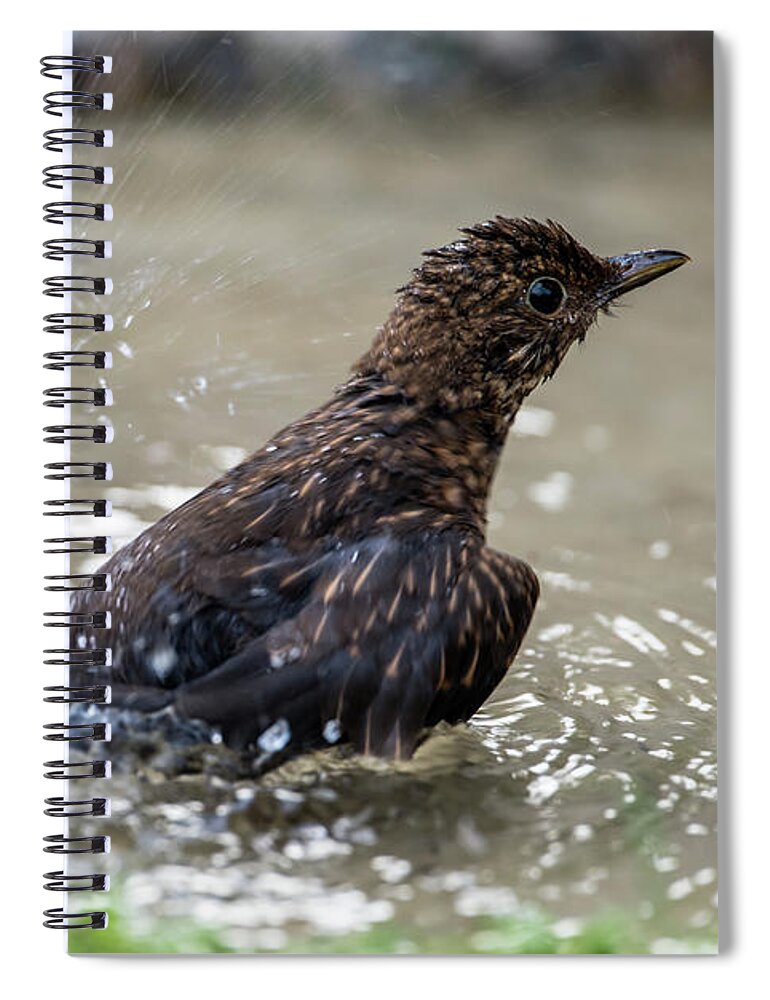 Young Blackbird's Bath Spiral Notebook featuring the photograph Young Blackbird's bath by Torbjorn Swenelius