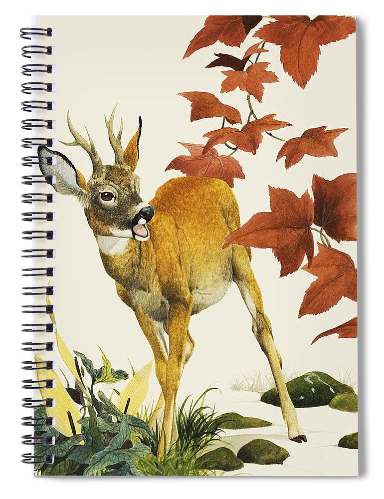 Fallow Deer Spiral Notebook featuring the painting Young Fallow Deer by English School