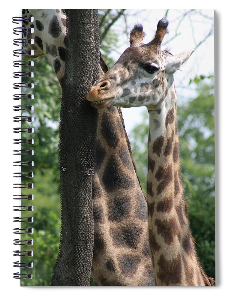 Vertical Spiral Notebook featuring the photograph Young Giraffe smiling at the camera by Valerie Collins