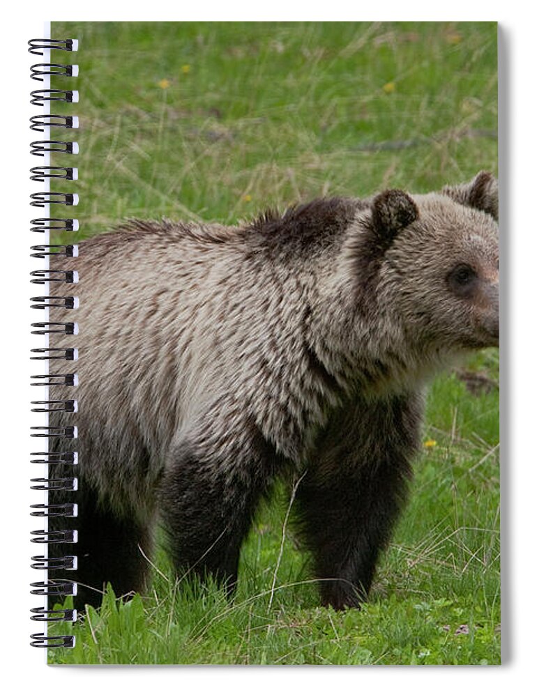 Grizzly Spiral Notebook featuring the photograph Young Grizzly by Mark Miller