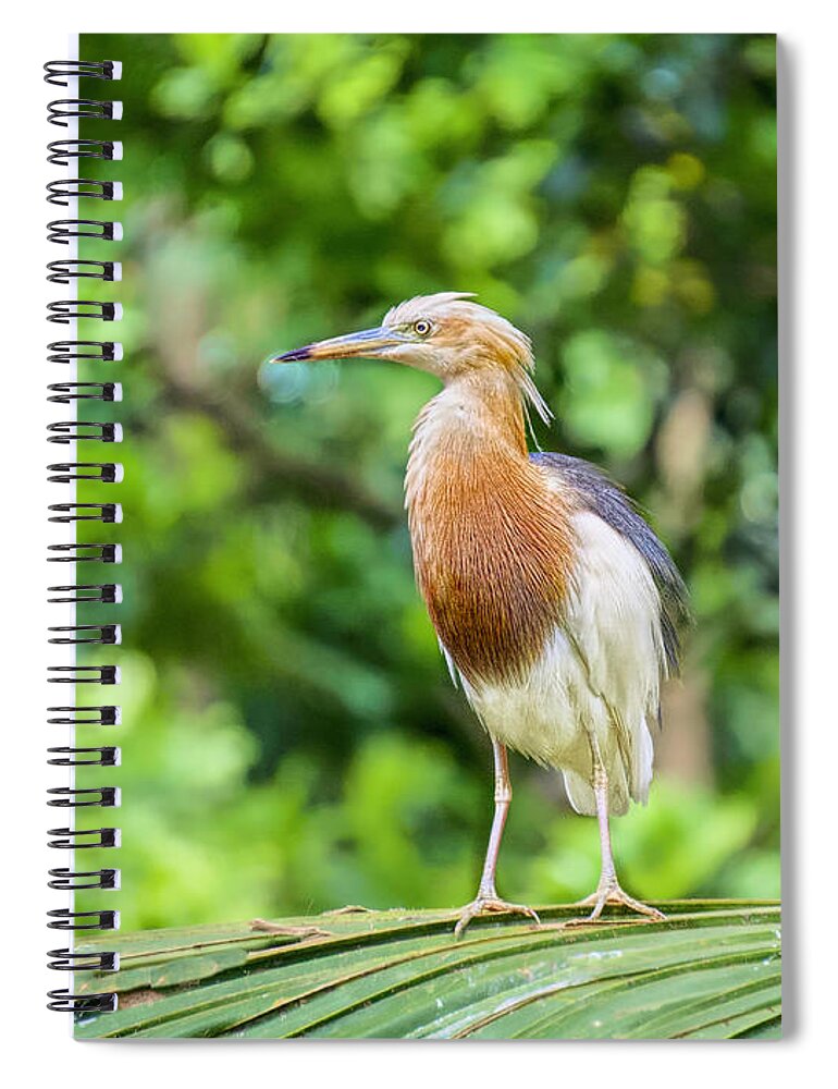 Asian Birds Spiral Notebook featuring the photograph Young Heron Stance by Judy Kay