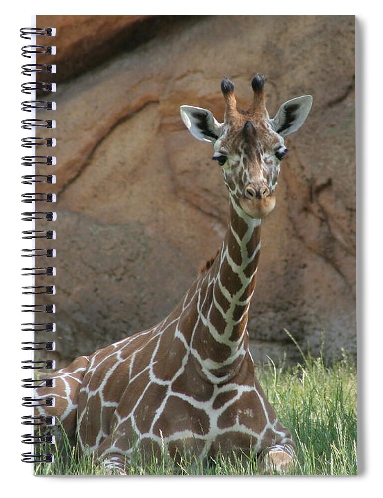 Nashville Zoo Spiral Notebook featuring the photograph Young Masai Giraffe by Valerie Collins